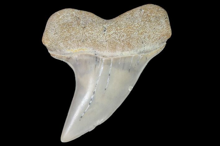 Mako Shark Tooth Fossil - Sharktooth Hill, CA #94665